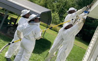 Group of people in protective suits removing wasp nest